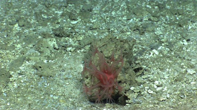 An Anthomastus coral growing from a small raised rock. Picture