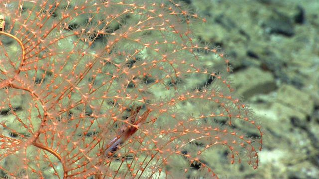 Iridogorgia sp Picture