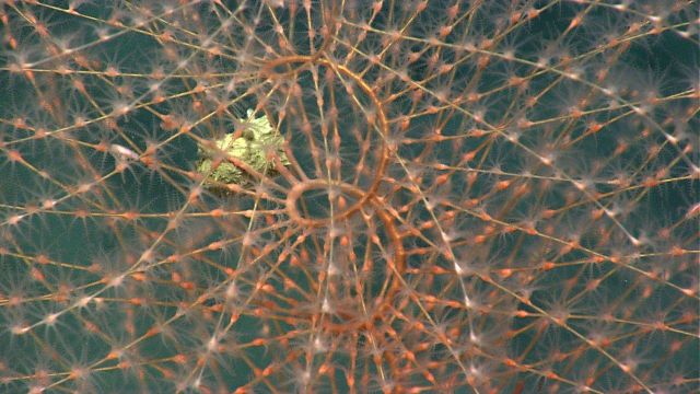 Iridogorgia spiraling coral bush. Picture