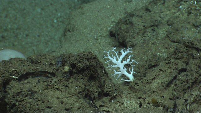 Stylaster coral. Picture