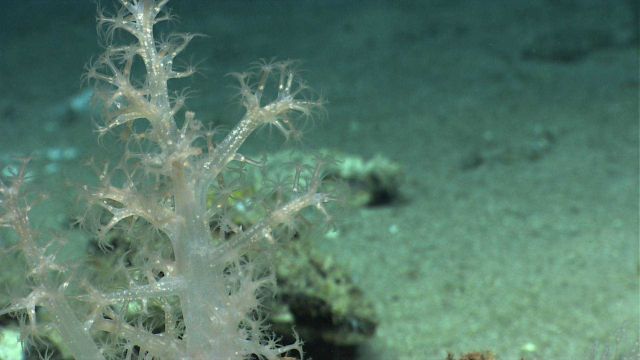 Soft coral in a new, recently described family called Aquaumbridae Picture