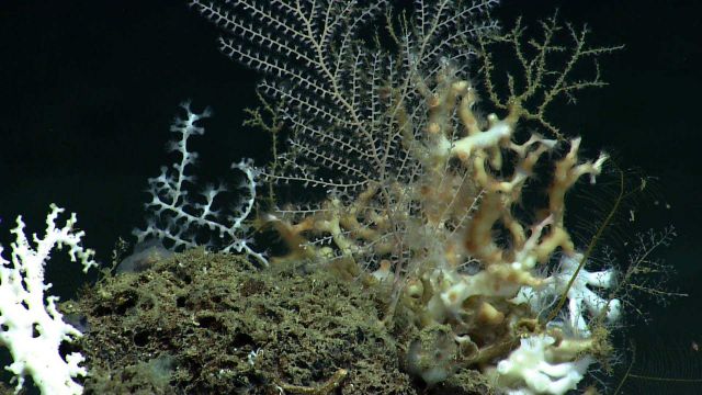 Small octocoral bushes and some Lophelia pertusa. Picture