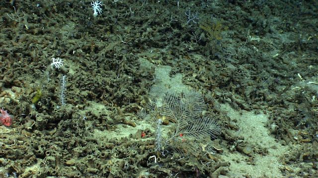 Two species of small white coral, the one on the left definitely an octocoral, in a bed of dead Lophelia pertusa debris Picture