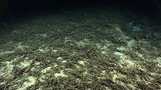 An extensive bed of Lophelia pertusa debris Picture