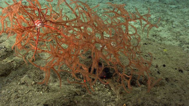 Orange Leiopathes glaberrima 