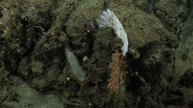 A white stylaster coral. Picture