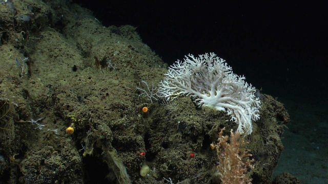 A white stylaster coral. Picture