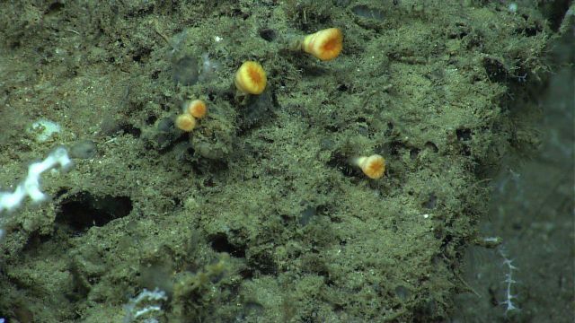 Five yellow cup corals with polyps retracted. Picture