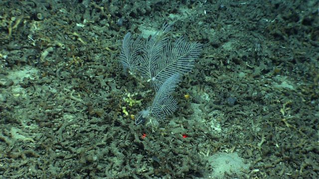A closeup of a live Lophelia pertusa colony. Picture