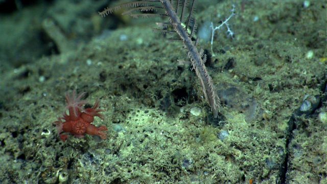 An Anthomastus sp Picture