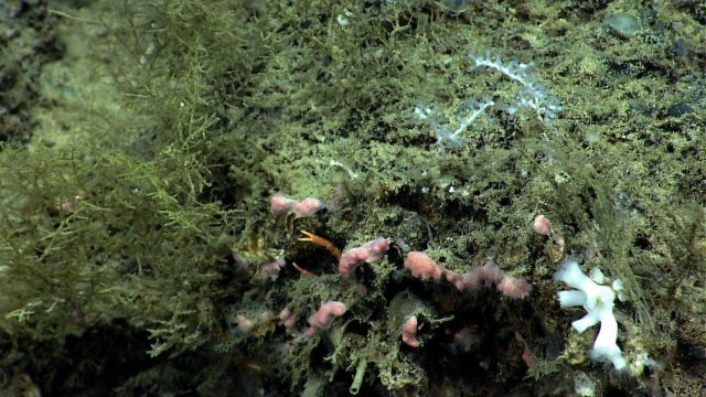 Small Paragorgia sp Picture