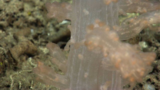 A small translucent orange-brown coral with eggs visible. Picture
