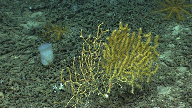 Two Paramuricea coral bushes in close proximity - one with polyps extended and the other with polyps retracted Picture