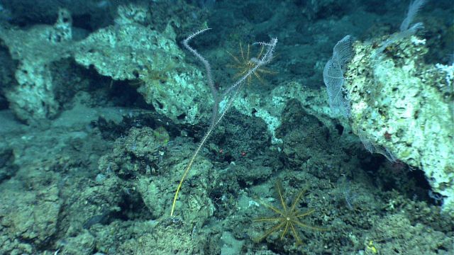 Yellow feather star crinoids, a bamboo coral, and Plumarella sp Picture