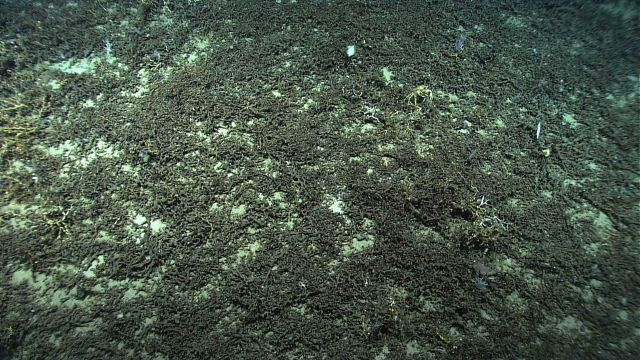 A golden crab in a field of Lophelia pertusa rubble. Picture