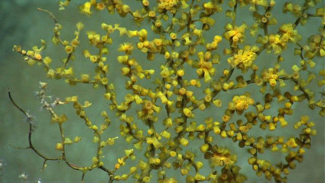 Closeup of yellow zoanthids on dead coral bush. Picture