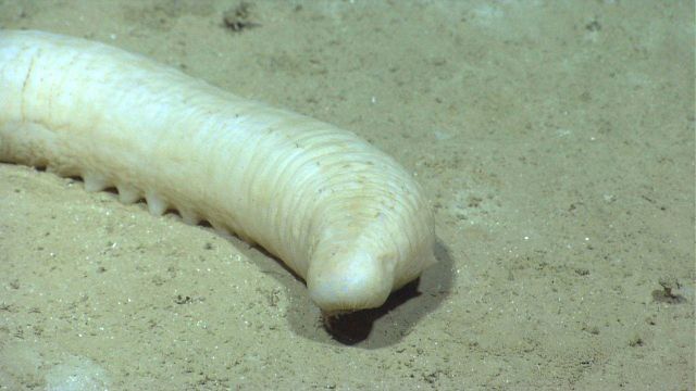 A white holothurian on a silt bottom. Picture