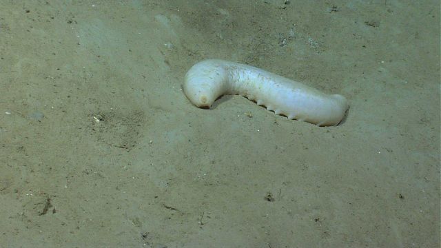 A white holothurian on a silt bottom. Picture