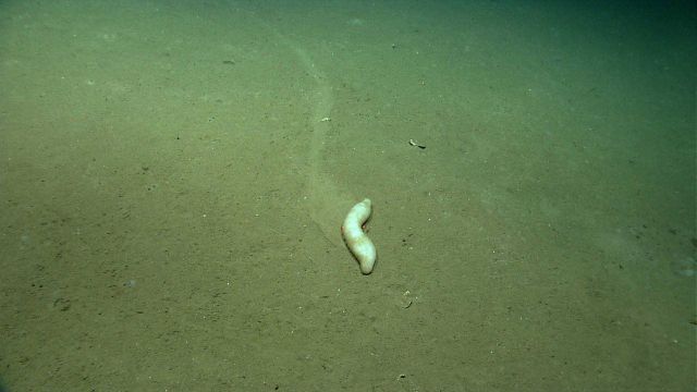 A white holothurian on a silt bottom Picture