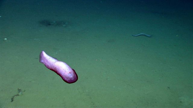 A purple holothurian swimming above the seafloor. Picture