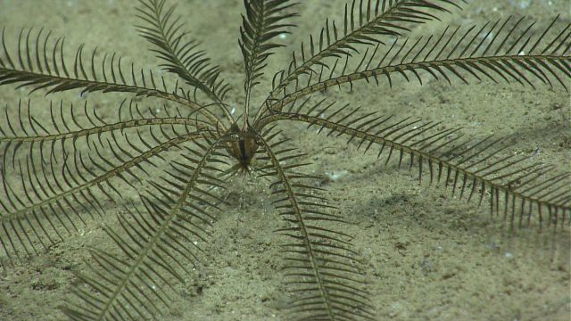A black crinoid feather star. Picture