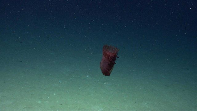 Reddish brown swimming holothurian. Picture