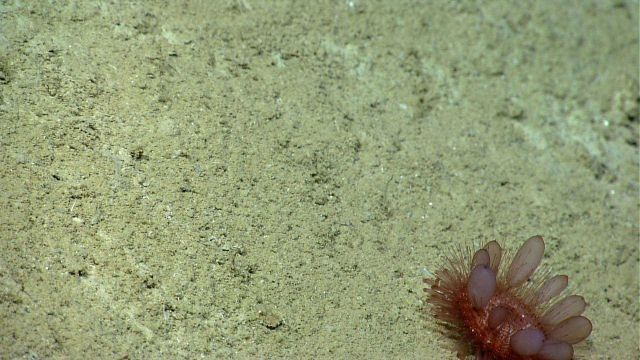 Pancake urchin on seafloor. Picture
