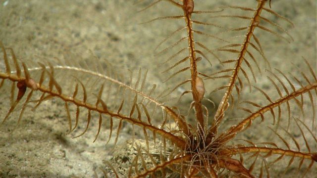 Reddish brown crinoid feather star. Picture