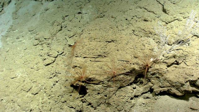 Four reddish brown crinoid feather stars on a vertical wall. Picture