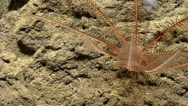 A brown crinoid feather star and a small pinkish squat lobster. Picture