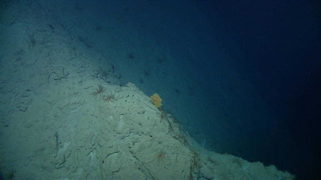 Numerous crinoid feather stars on a steep escarpment. Picture