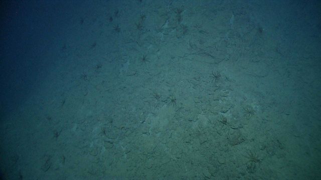 Numerous crinoid feather stars on a steep escarpment. Picture