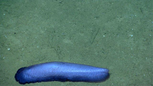 A purple holothurian on a sand and mud seafloor. Picture