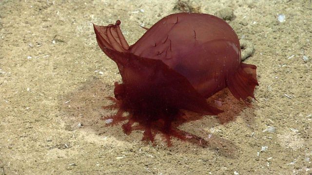The same Enypniastes holothurian on a sandy seafloor with ropy excrement at the posterior end Picture