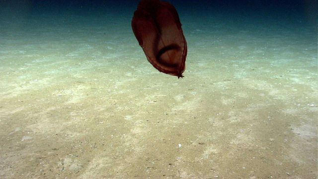 A minute later the Enypniastes holothurian has launched and is swimming. Picture