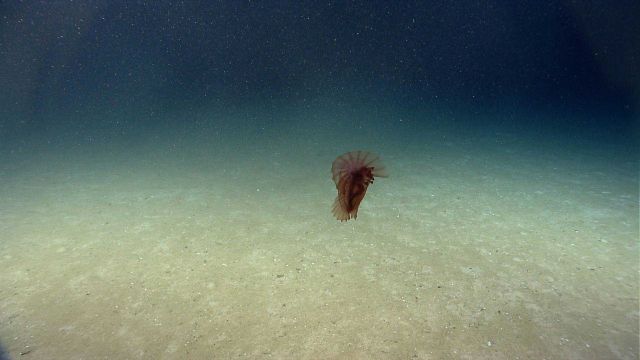 A swimming reddish brown Enypniastes holothurian. Picture