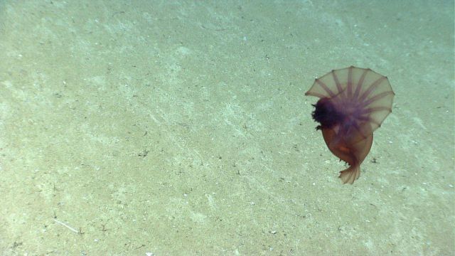 A swimming reddish brown Enypniastes holothurian. Picture