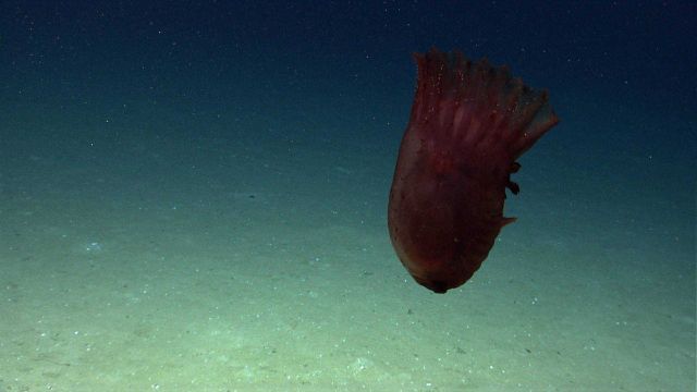 A swimming reddish brown Enypniastes holothurian. Picture