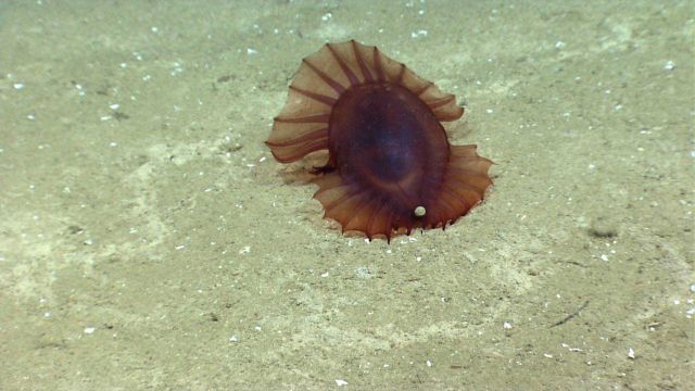 A reddish brown Enypniastes holothurian apparently excreting. Picture