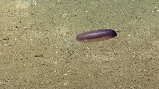 A purple translucent holothurian. Picture