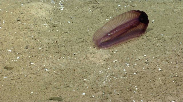 A purple translucent holothurian. Picture