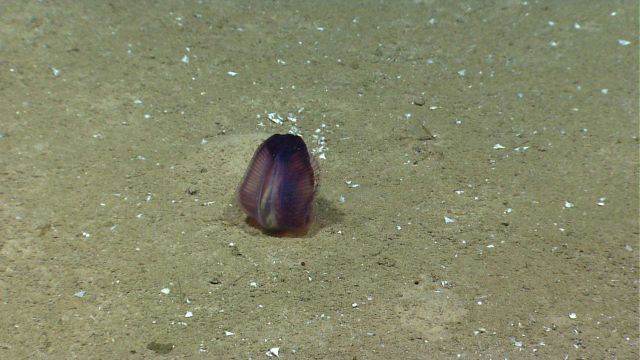A purple translucent holothurian. Picture