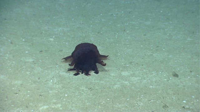 A large black Enypniastes holothurian on the seafloor. Picture