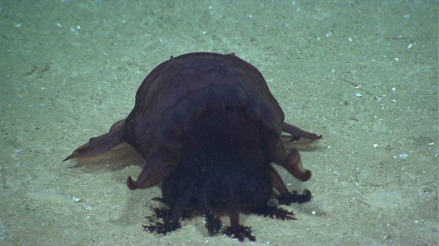A large black Enypniastes holothurian on the seafloor. Picture