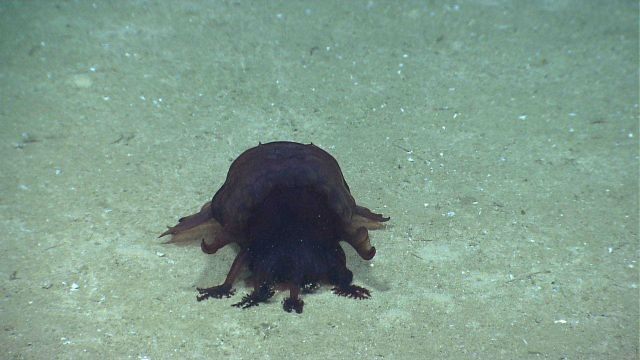 A large black Enypniastes holothurian on the seafloor. Picture