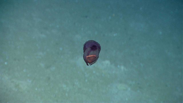 A swimming purple Enypniastes holothurian with internal organs visible. Picture