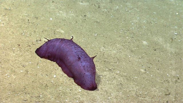 A purple holothurian crawling on the seafloor. Picture