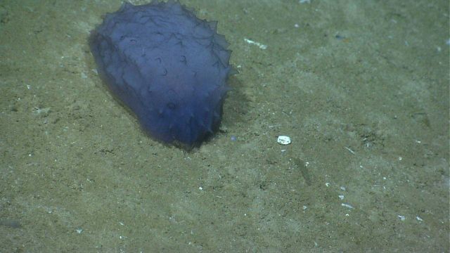 A compact purplish blue holothurian on the seafloor. Picture