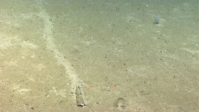 A shell and sand covered holothurian leaves its trail on the seafloor Picture