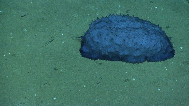 A compact purplish blue holothurian on the seafloor. Picture